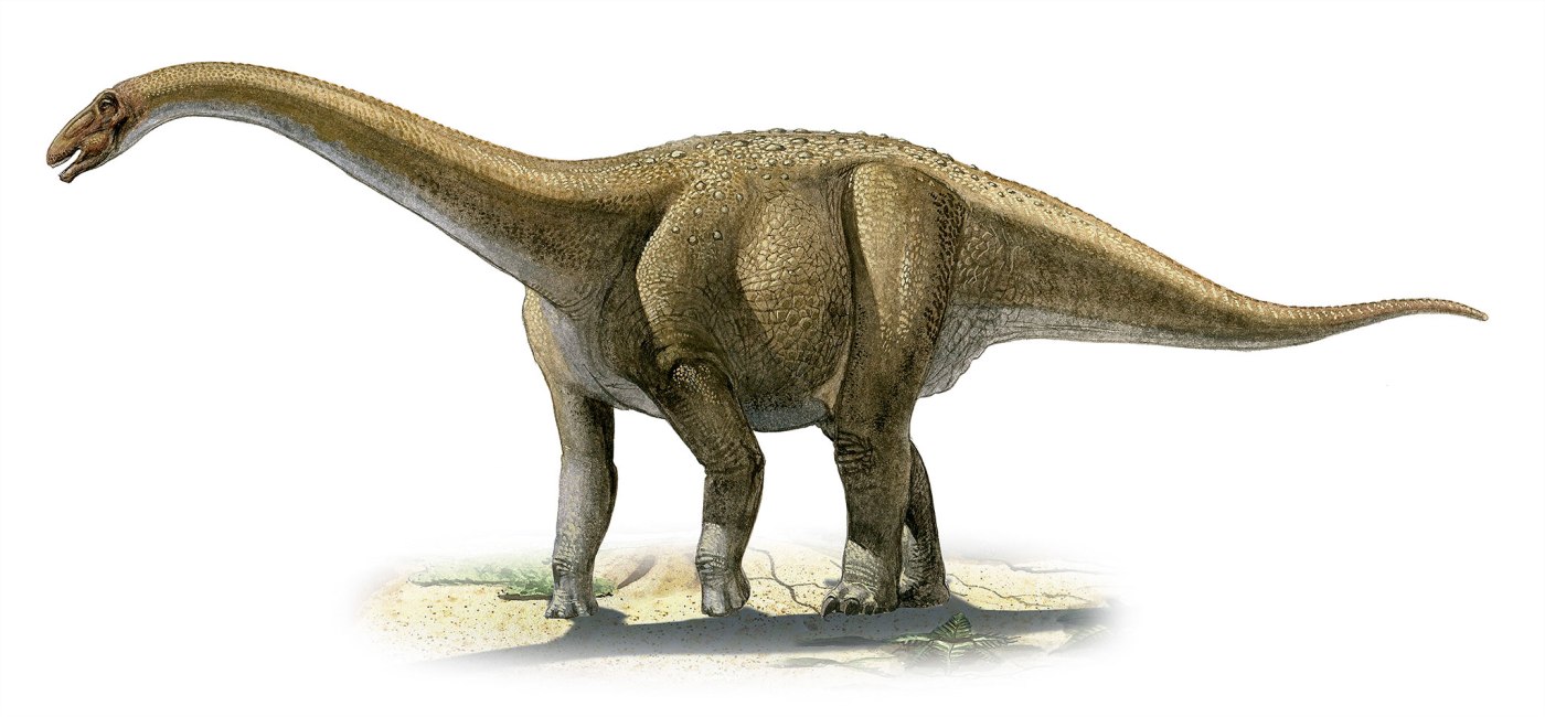 Rapetosaurus krausei, a prehistoric era dinosaur from the Cretaceous period.