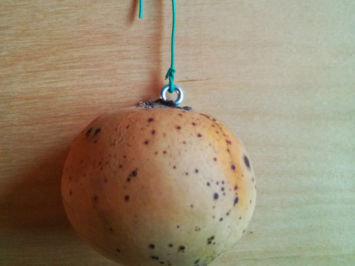 L’Albero Solstiziale delle Galle, Un’Alternativa all’Albero di&nbsp;Natale