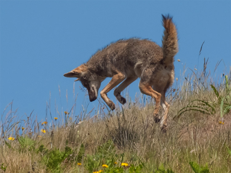 Coyote (Canis latrans). osservazione iNaturalist # 75201