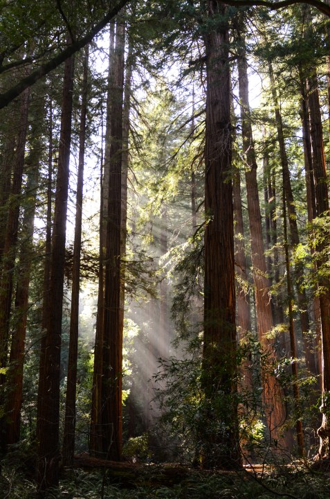 Muir Woods Mill Valley, CA