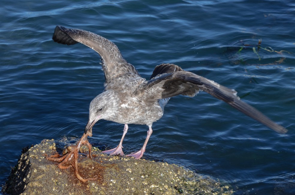 Western Seagull (larus occidentalis) capturing an octopus