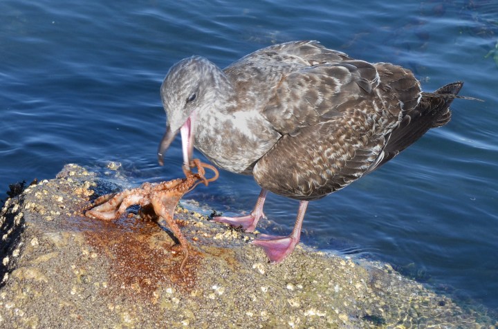 Western Seagull (larus occidentalis) capturing an octopus