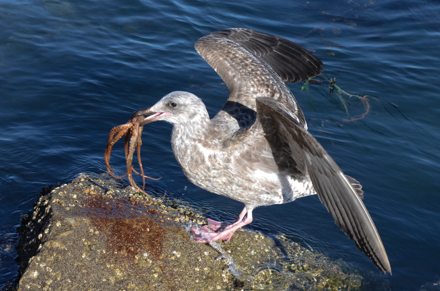 Western Seagull (larus occidentalis) capturing an octopus