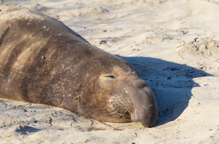 Male of Northern Elephant Seal (Mirounga angustirostris) at Año Nuevo State Park, California