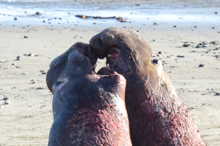 Northern Elephant Seal (Mirounga angustirostris)