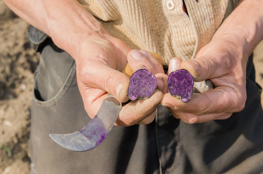 La patata blu di Valtellina