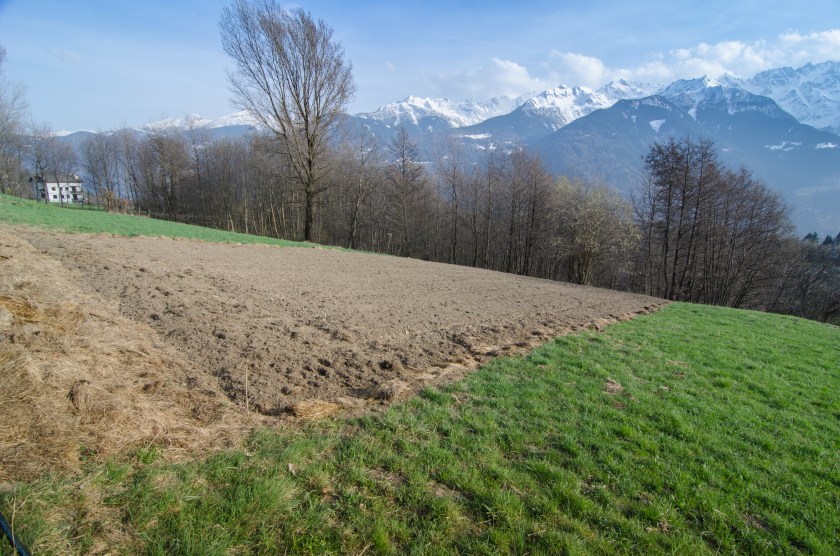 Uno dei campetti in cui Patrizio coltiva il grano saraceno autoctono