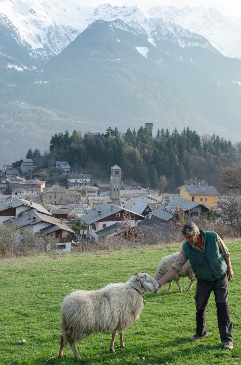 Patrizio con una pecora Ciuta del suo piccolo allevamento. La pecora Ciuta è una tipica varietà di pecora valtellinese a rischio di estinzione.