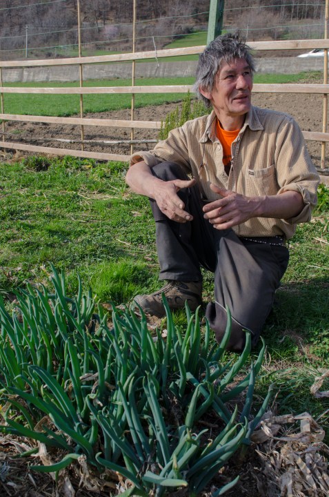 Patrizio Mazzucchelli mostra con orgoglio alcune delle rare varietà da lui coltivate. Teglio, Valtellina