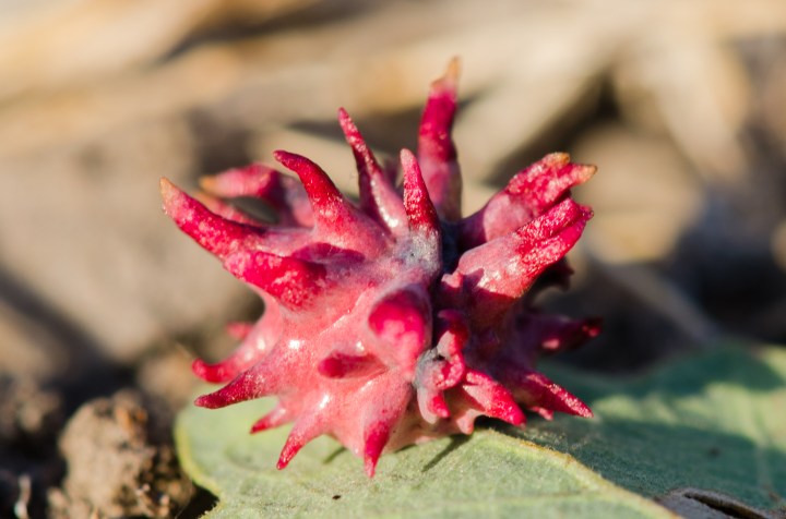 Galla su quercia indotta dalla vespa detta Urchin Gall Wasp (Antron quercusechinus). Galla comune in California