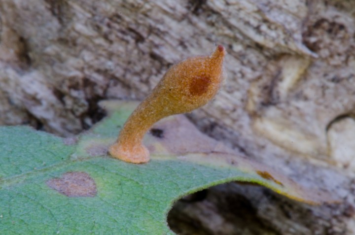 Galla indotta sulla quercia da una vespa detta Club Gall Wasp (Atrusca clavuloides), comune in California