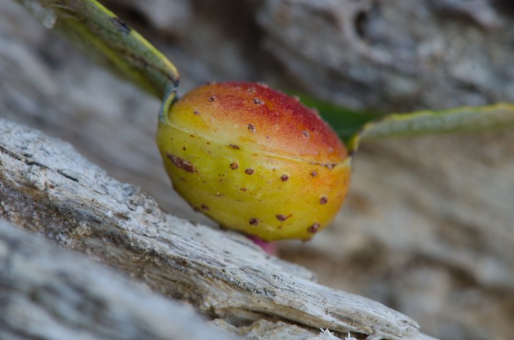 Galla indotta su una varietà di salice da un imenottero localmente chiamato Willow Apple Gall Sawfly (Pontania californica). Comune in California.