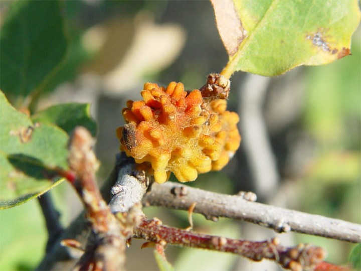 Oak Gall Gall induced by the Coral Wasp (Disholcaspis corallina) on a Blue Oak (Quercus douglasii) Northern California, CA