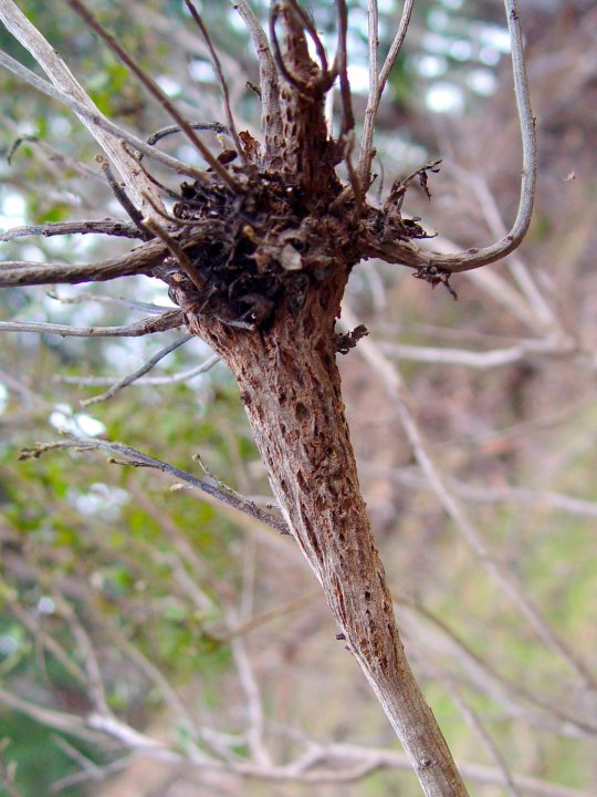 Witches' broom gall on a bush. San Pedro Valley Park in Pacifica, California