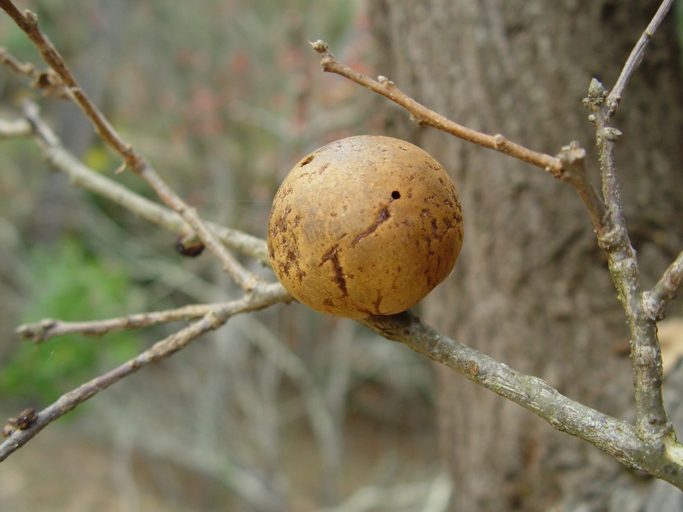 Comunissima galla di quercia indotta da una vespa appartenente alla superfamily Cynipoidea (Andricus quercuscalifornicus), osservata in California. Una curiosità  di questa vespa: non è mai stato osservato alcun esemplare maschile di questa specie. Potrebbe non esistere, gli scienziati stanno ancora indagando.