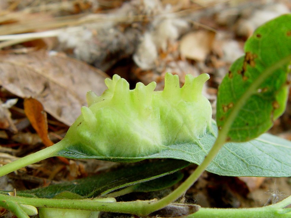 Galla indotta da un insetto della famiglia dei Cecidomidi del genus Iteomyia osservata a Marin County, California. Si sviluppa su una varietà locale di salice detto arroyo willow (Salix lasiolepis).