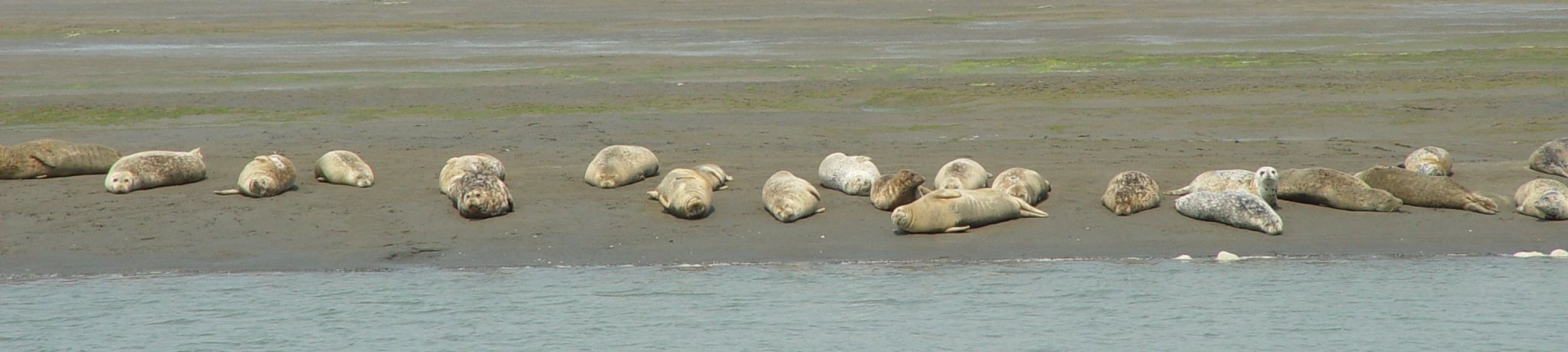 Seals on the beach (Phoca vitulina)