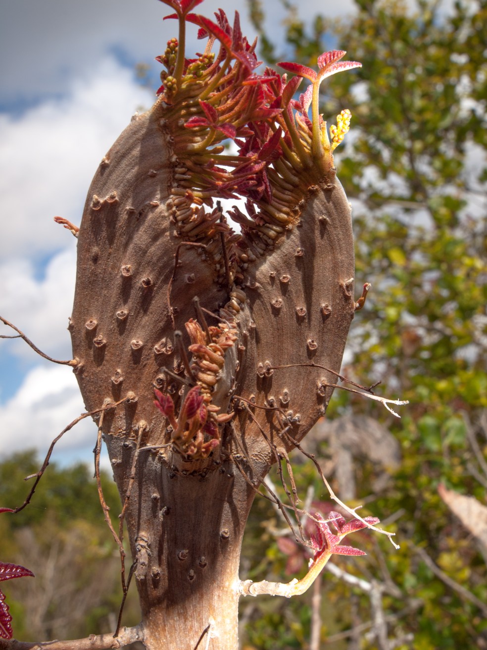 Particolare galla che sis sviluppa sui germogli di Poison Oak (Toxicodendron diversilobum), comune in California. Probabilmente indotta da un fungo o un batterio.