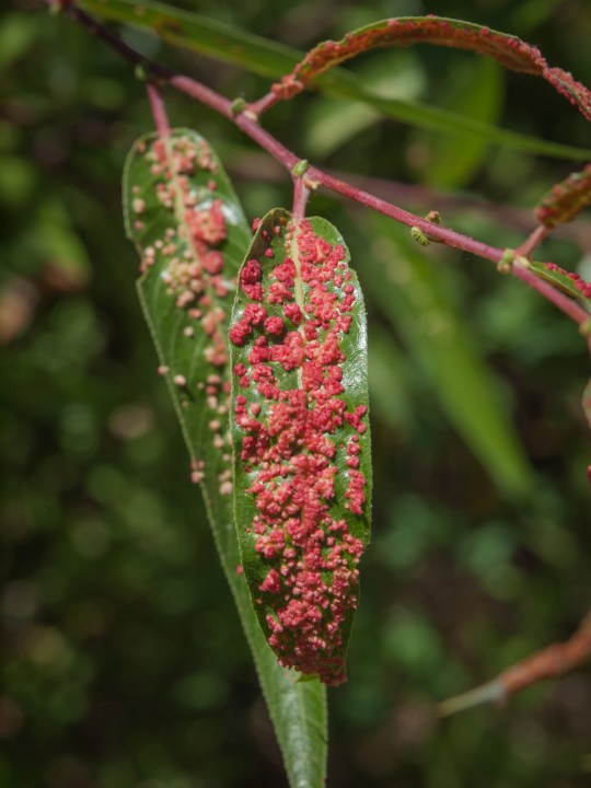 Galle indotte da un acaro detto Willow Gall Mite (Aculops tetanothrix) su una varietà californiana di salice, detto arroyo willow (Salix lasiolepis). Sia l’acaro che il salice sono comuni in California