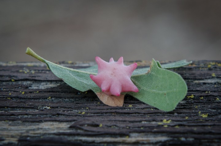 Galla detta Spined Turban Gall indotta su una quercia da una piccola vespa (Antron douglasii). Osservata a Lafayette e molto comune in California