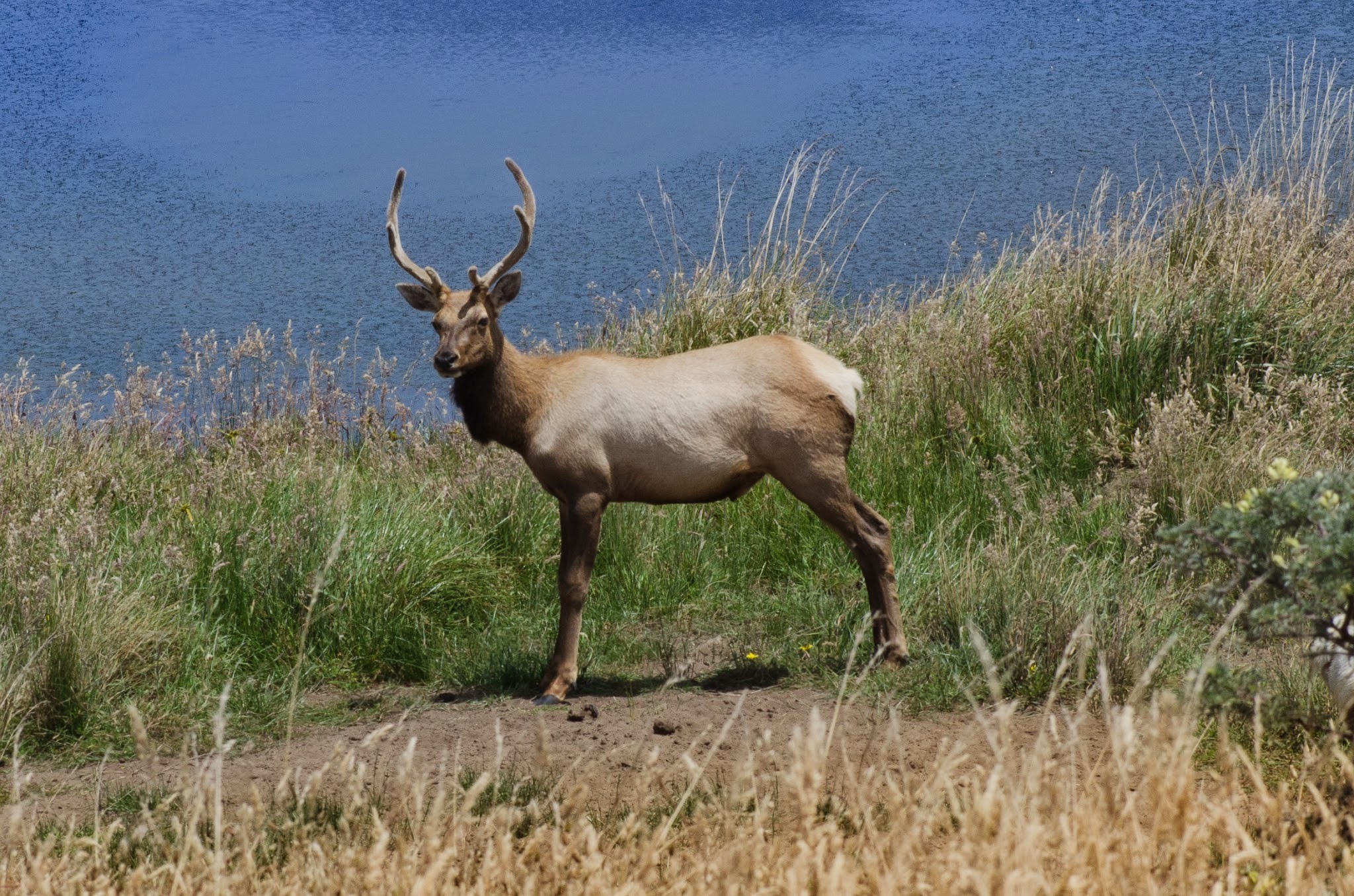 Tule elk (Cervus canadensis nannodes)