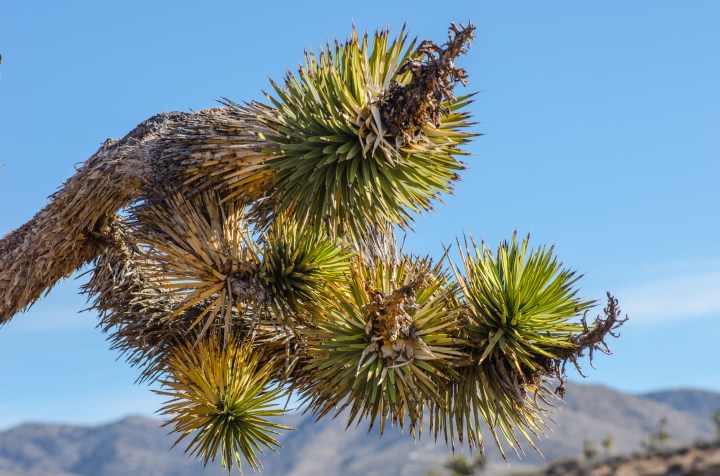 L'albero di Giosuè, o Joshua Tree (Yucca brevifolia )