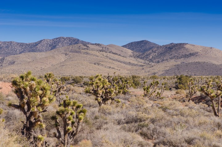Paesaggio ricco di arbusti chiamati alberi di Giosuè