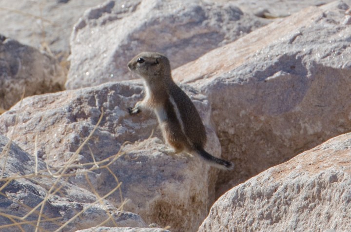 Il White-tailed Antelope Squirrel (Ammospermophilus leucurus)