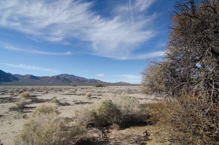 Uno dei pochi alberi che sopravvivono in questo clima: honey mesquite (Prosopis glandulosa)