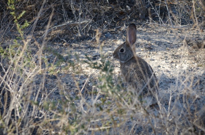 La lepre Desert Cottontail (Sylvilagus audubonii) nel parco Ash Meadows National Wildlife Refuge