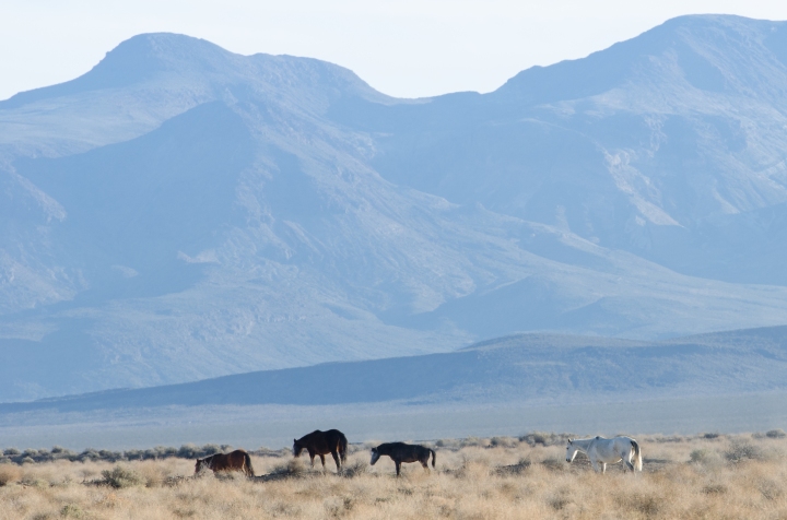 Cavalli bradi nel deserto