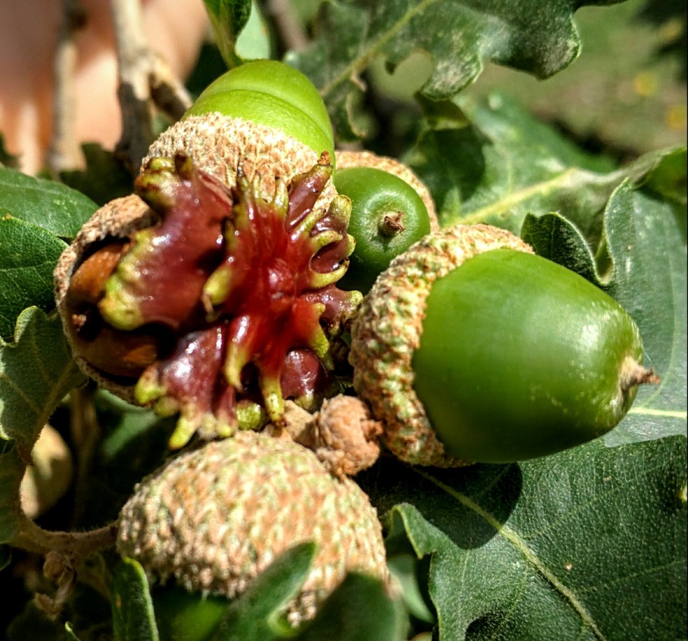 Galle di quercia indotte da una piccola vespa (Andricus dentimitratus), osservate in Toscana.