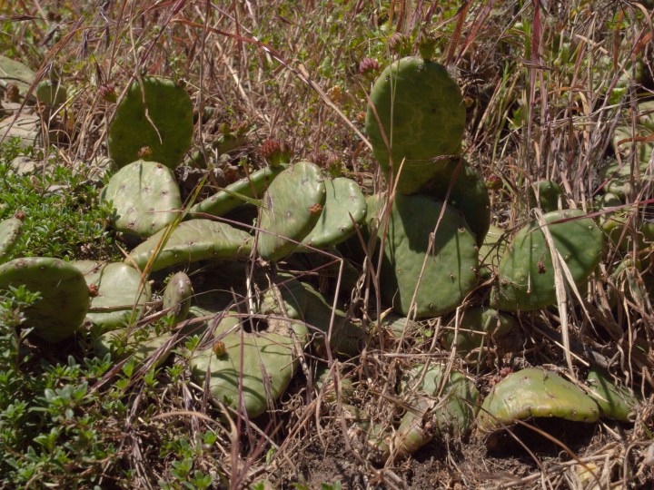 Prickly Pear (Opuntia humifusa)