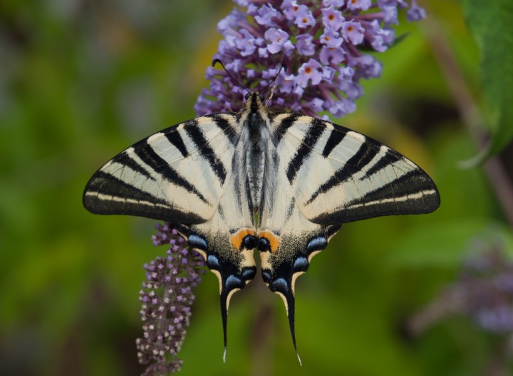 Scarce Swallowtail (Iphiclides podalirius)
