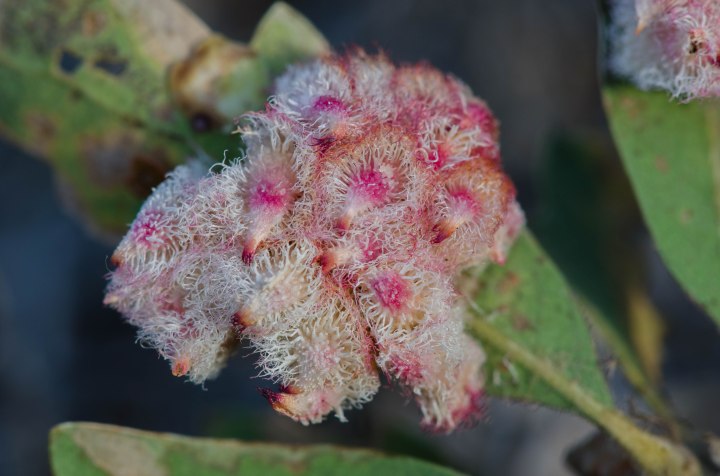 Spettacolare galla cristallina indotta su quercia da una piccola vespa (Andricus crystallinus), comune in California