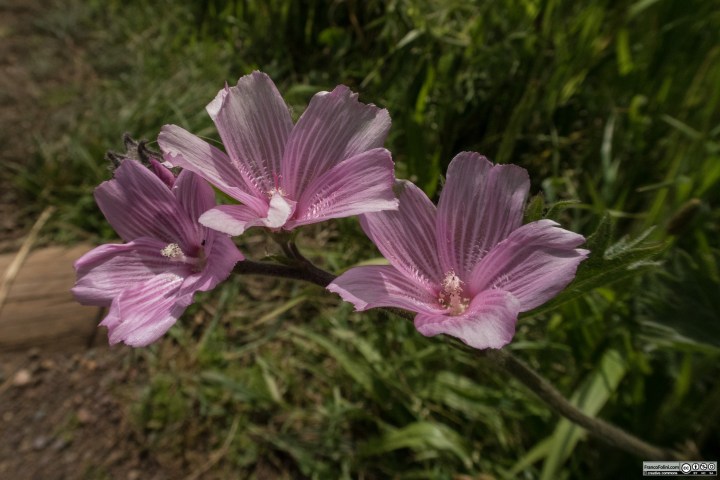Dwarf Checkermallow (Sidalcea malviflora) Marin Headlands, CA