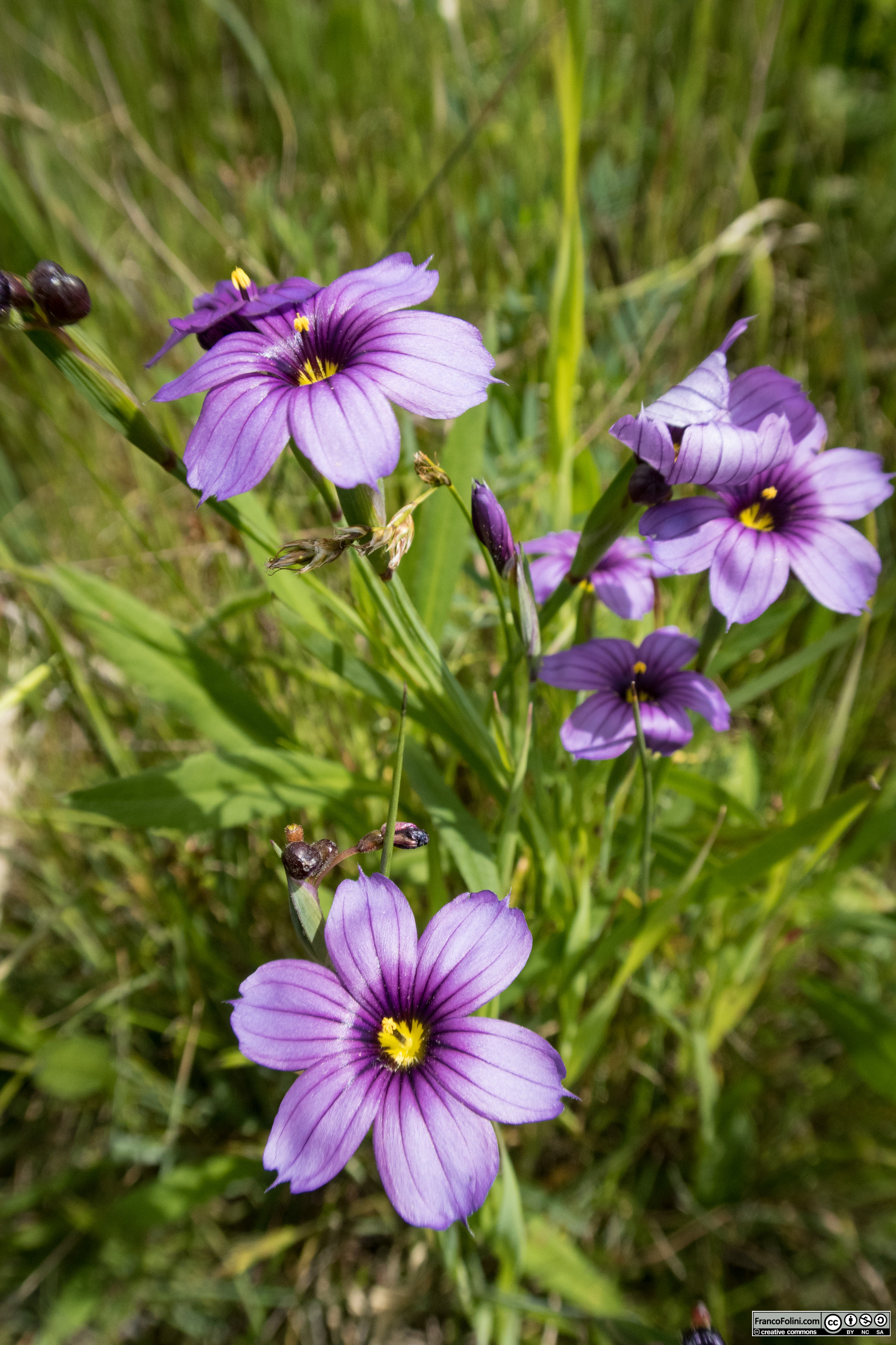 Californian Blue-eyed Grass (Sisyrinchium bellum) Marin Headlands, CA