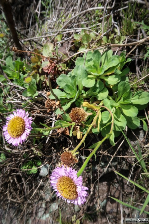 Seaside Daisy (Erigeron glaucus) Marin Headlands, CA