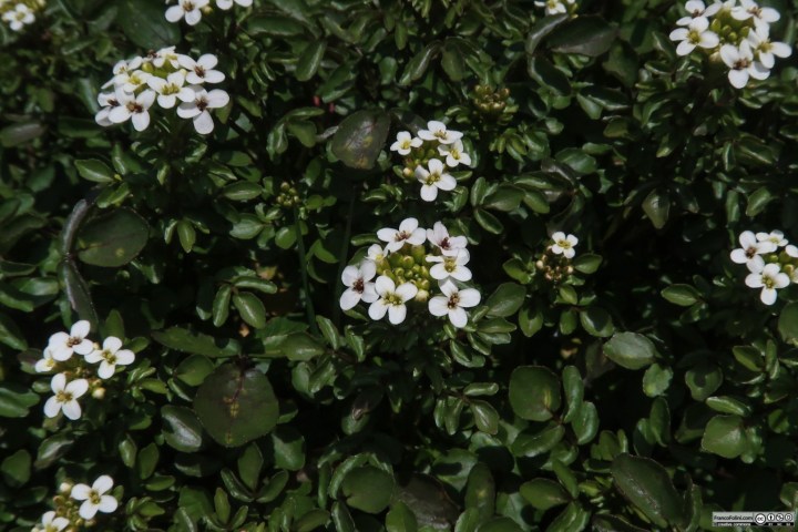 Watercress (Nasturtium officinale) Marin Headlands, CA