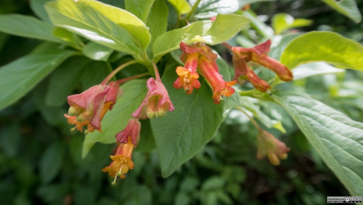 Bearberry Honeysuckle (Lonicera involucrata) Marin Headlands, CA