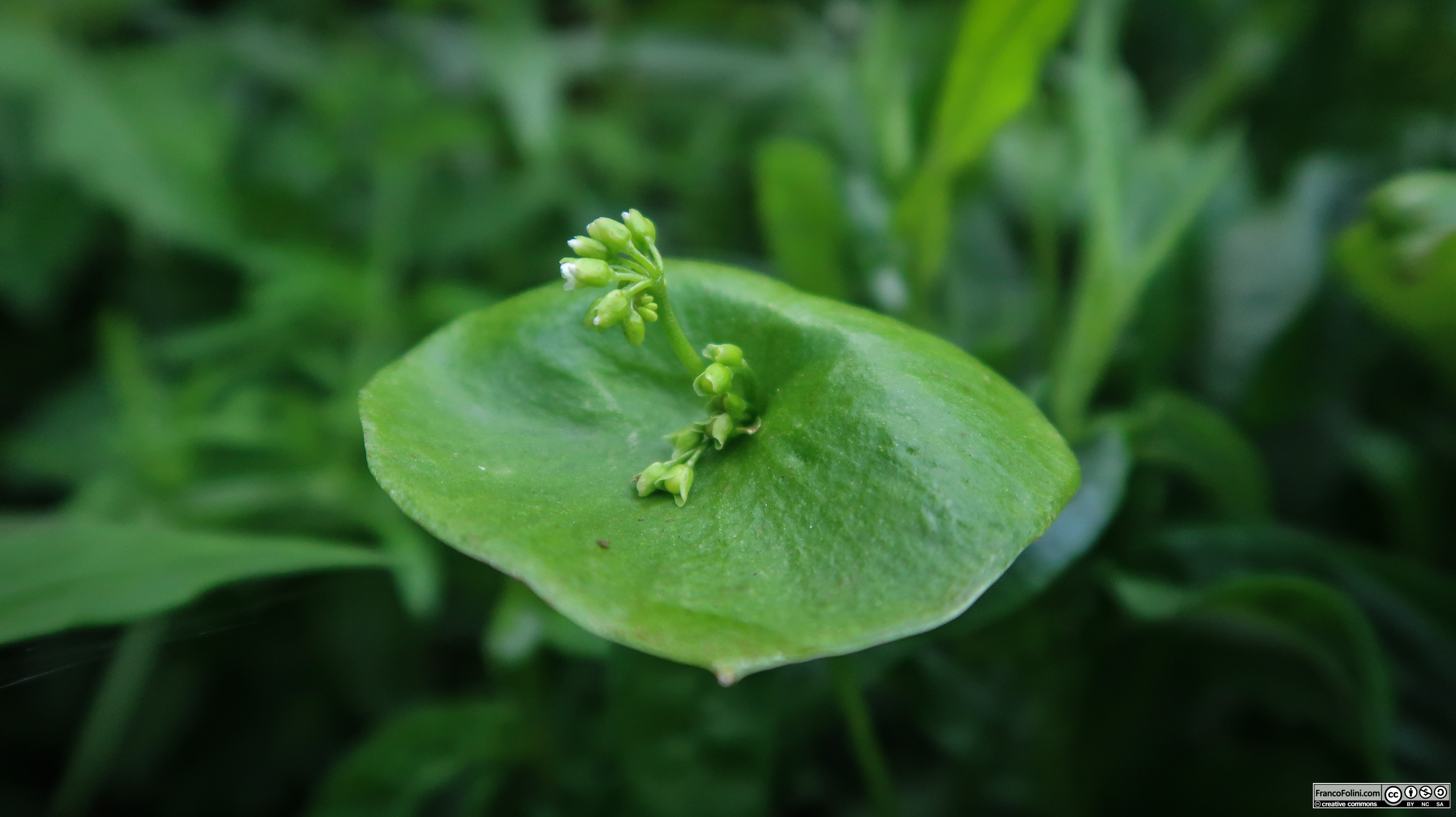 Miner's Lettuce (Claytonia perfoliata) Marin Headlands, CA