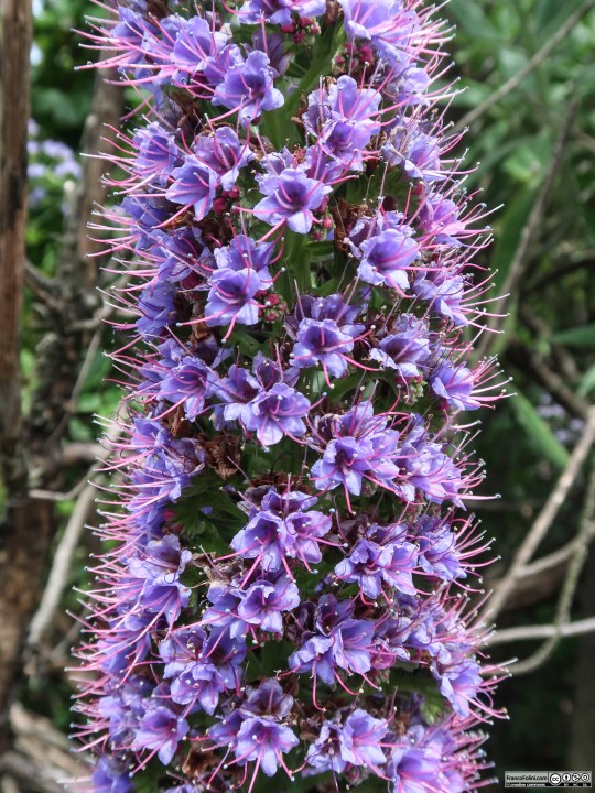 Pride of Madeira (Echium candicans) Marin Headlands, CA