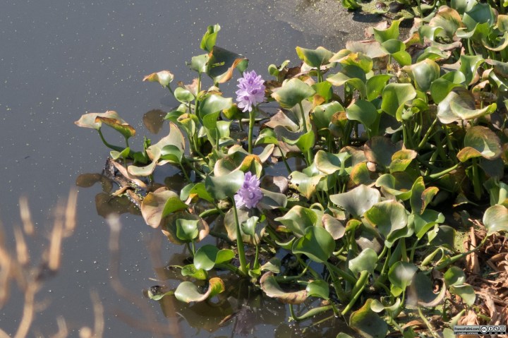 Il giacinto d'acqua (Eichhornia crassipes) è una presenza frequente nei canali dell'area di Stockton