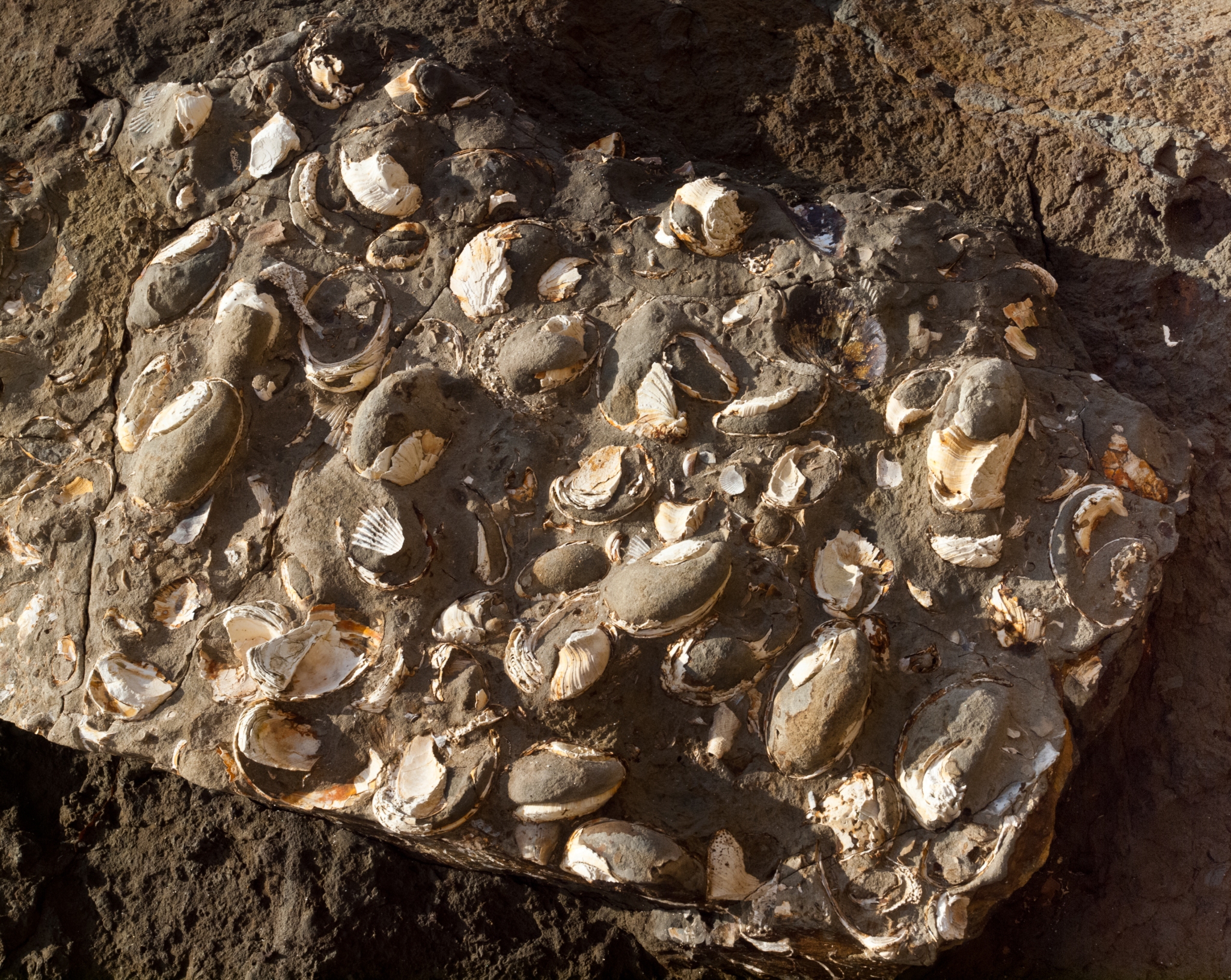 Conchiglie fossili incastonate nella roccia sedimentaria