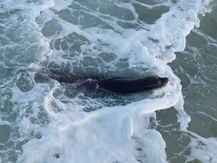 California Sea Lion (Zalophus californianus)
