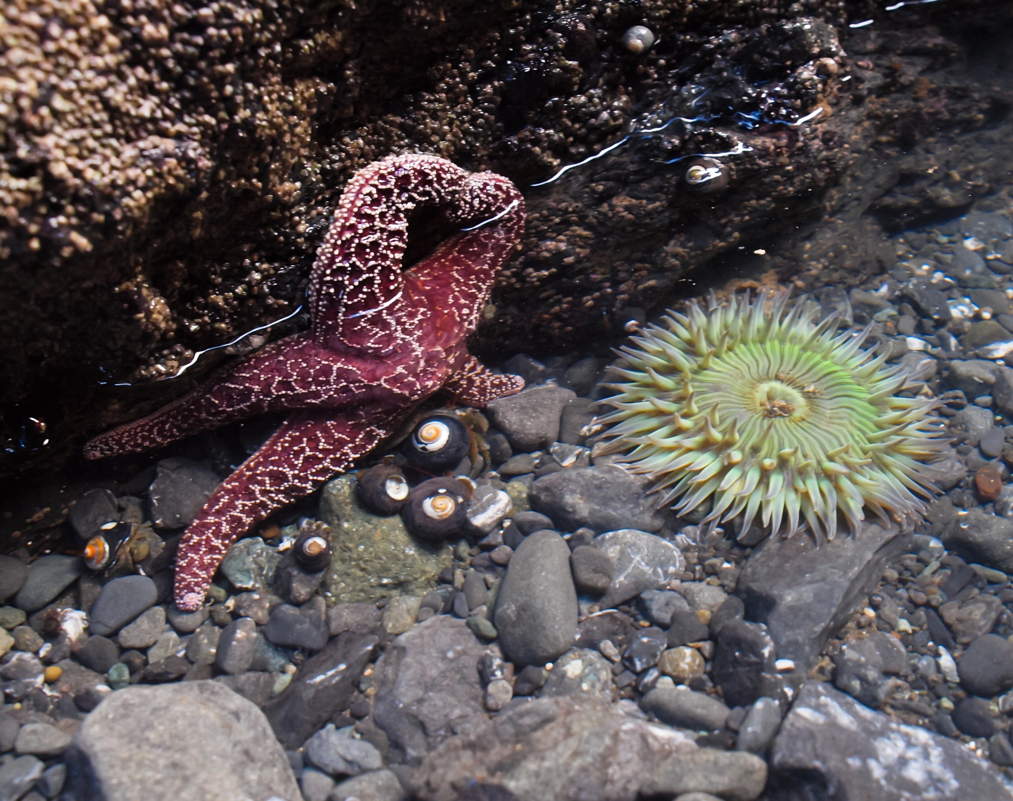 Purple Ochre Sea Star (Pisaster ochraceus) and Starburst Anemone (Anthopleura sola)