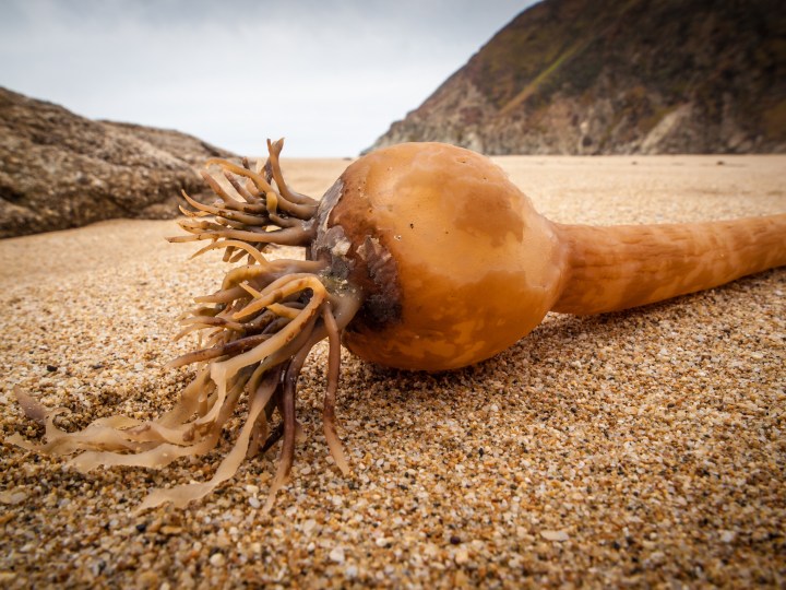 Kelp (Nereocystis luetkeana)