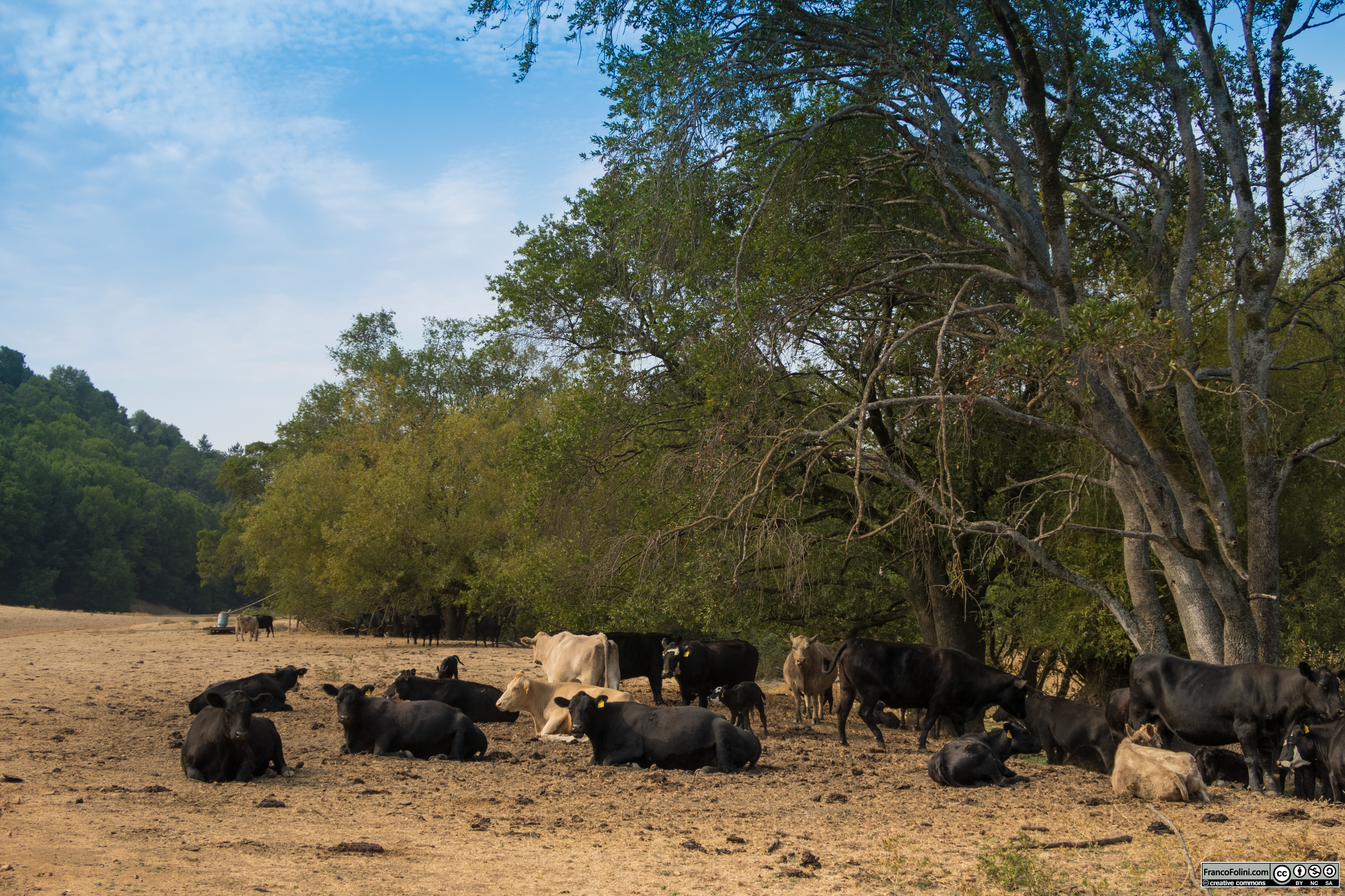 Le vacche si fermano a riposare e ruminare nel caldo della giornata estiva