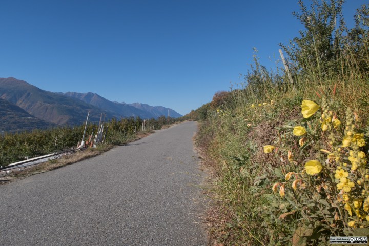 Da Ponte Valtellina la strada portandosi in quota sale tra i meleti