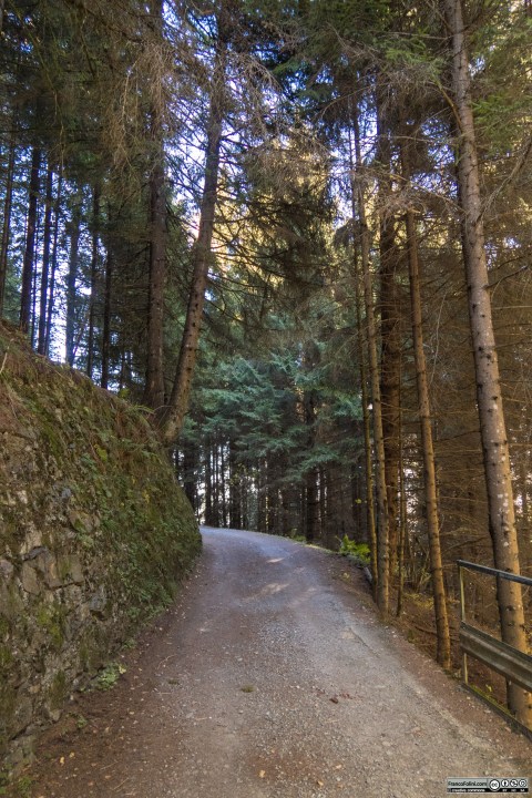 Per lunghi tratti i boschi di conifere costeggiano la decauville creando un ambiente quasi magico.